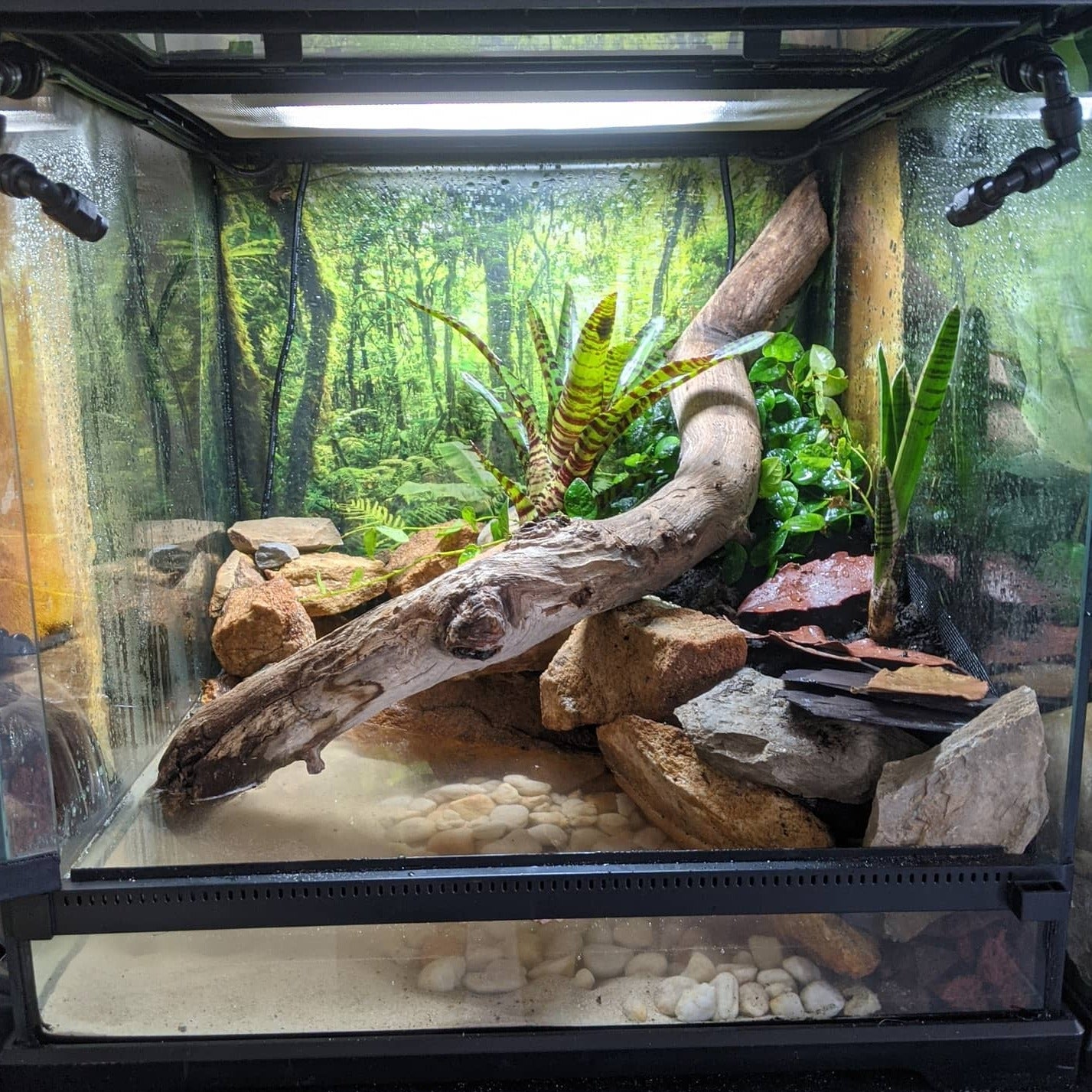 Natural custom setup. Planted out with live native plants, drainage layer, mesh and bio-active substrate. To add depth, driftwood was used. A water filter was also added.