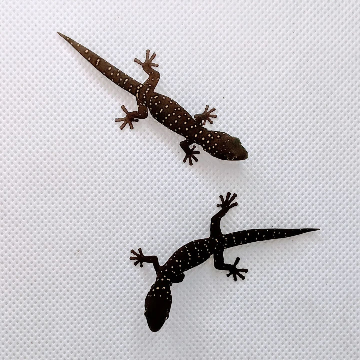 Southern Spotted Velvet Gecko (Oedura tryoni)