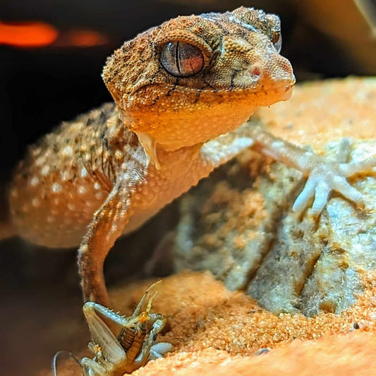 Eromanga Basin Spiny Knob-tailed Gecko (Nephrurus eromanga)