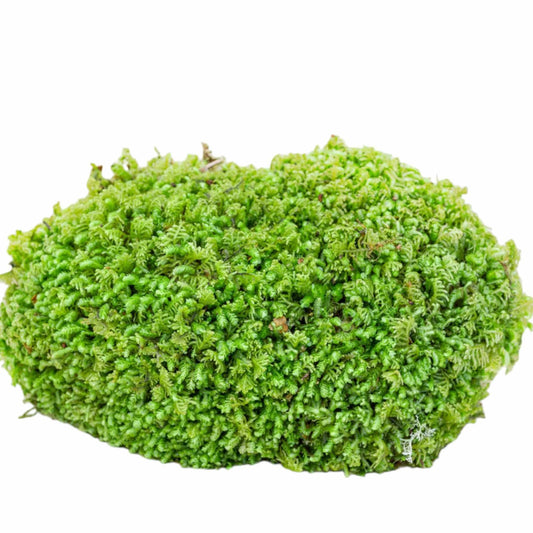 Carpet Moss