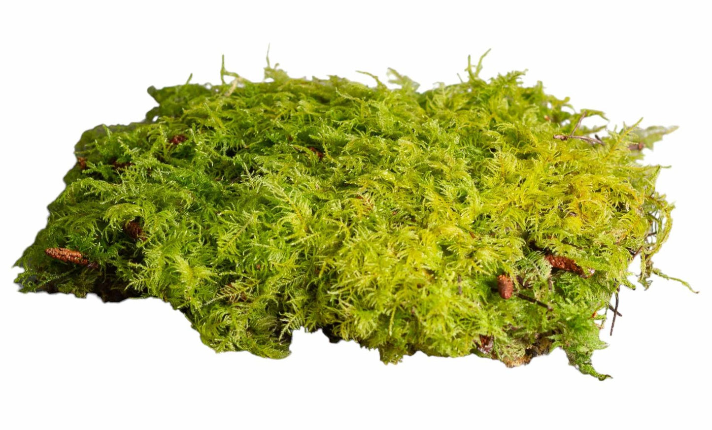 Fern Moss