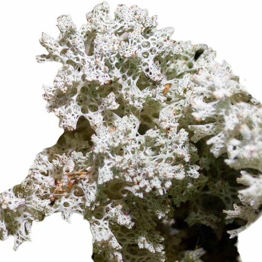 Coral Lichen