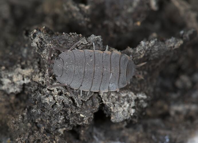 Porcellio Scaber Isopod