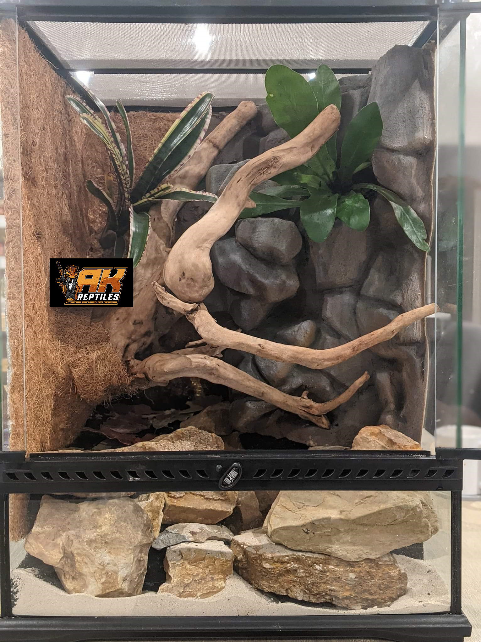 Permanent custom background with built-in waterfall. Hand carved, sealed and airbrushed. Planted out with live plants, drainage layer, mesh and bio-active substrate. To add depth, spider wood was used with sandstone rock.