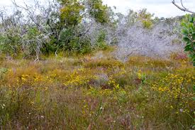 Wallum – Heathlands