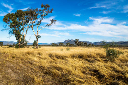 Grasslands