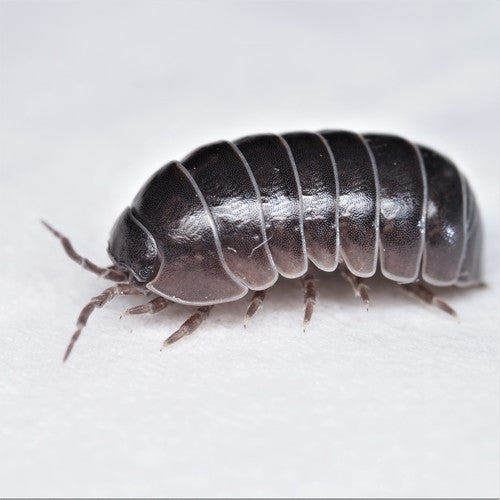 Wildtype Armadillidium Vulgare Isopod