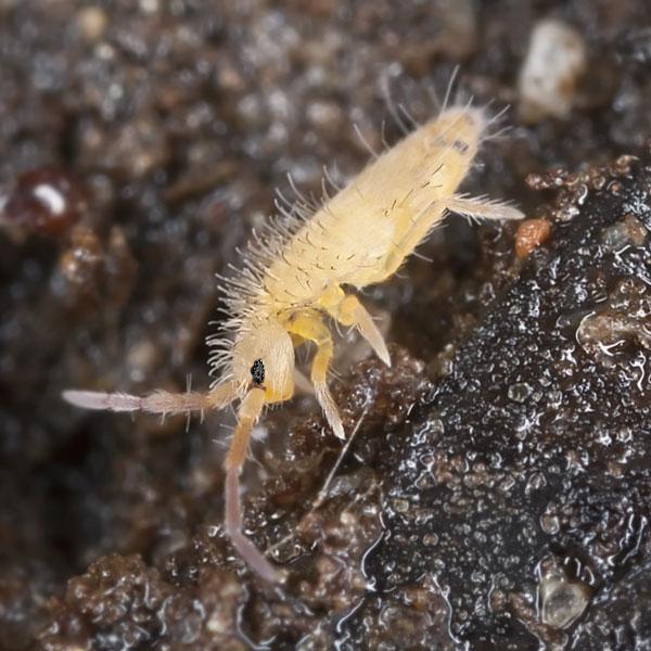 Springtails